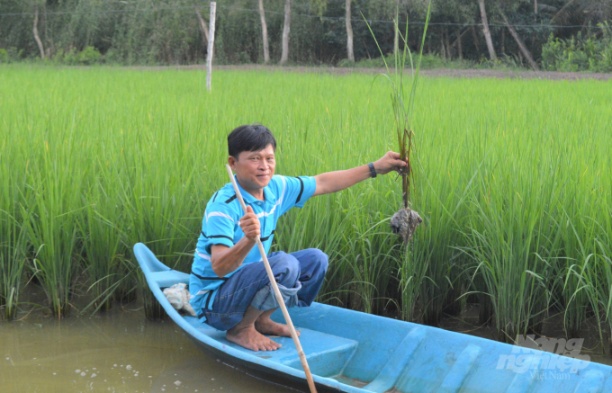 Kiên Giang là tỉnh ven biển, có thế mạnh để sản xuất luân canh 1 vụ lúa, 1 vụ tôm, là môi trường thuận lợi cho sản xuất hữu cơ. Ảnh: Trung Chánh.
