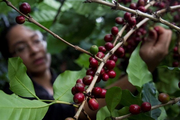 Hái cà phê bằng tay đã trở thành lối sống trong nhiều thế kỷ ở những vùng miền núi nghèo nàn của Trung Mỹ. Ảnh minh họa: EFE-EPA.