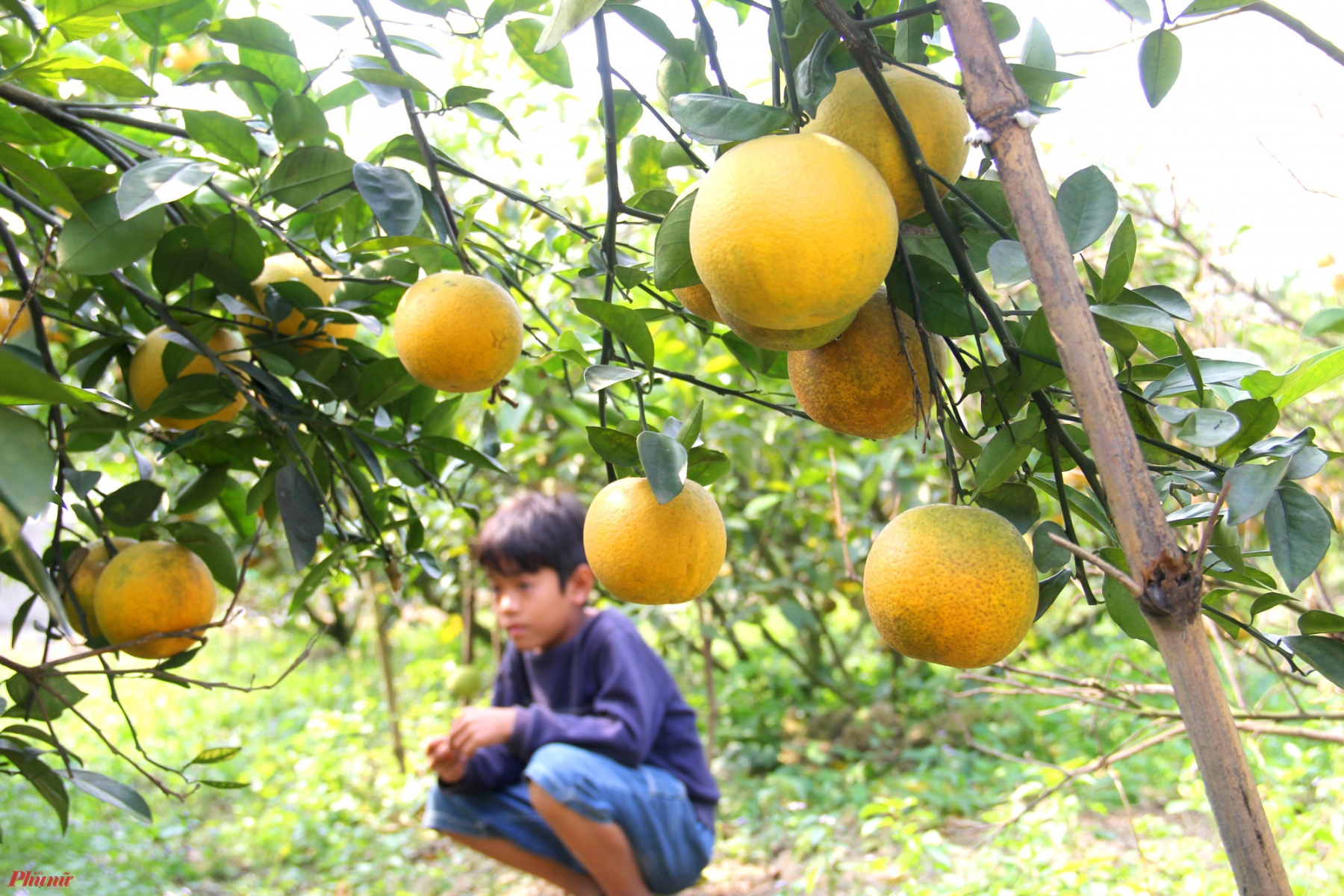 “Mọi năm thường phải đến giáp tết khách mới bắt đầu về vườn mua cam nhiều. Năm nay dịch nên khách họ mua sớm hơn. Khách hiện chủ yếu là người ở TP.Vinh và huyện Nghi Lộc mua gửi làm quà biếu” - ông Thọ nói.