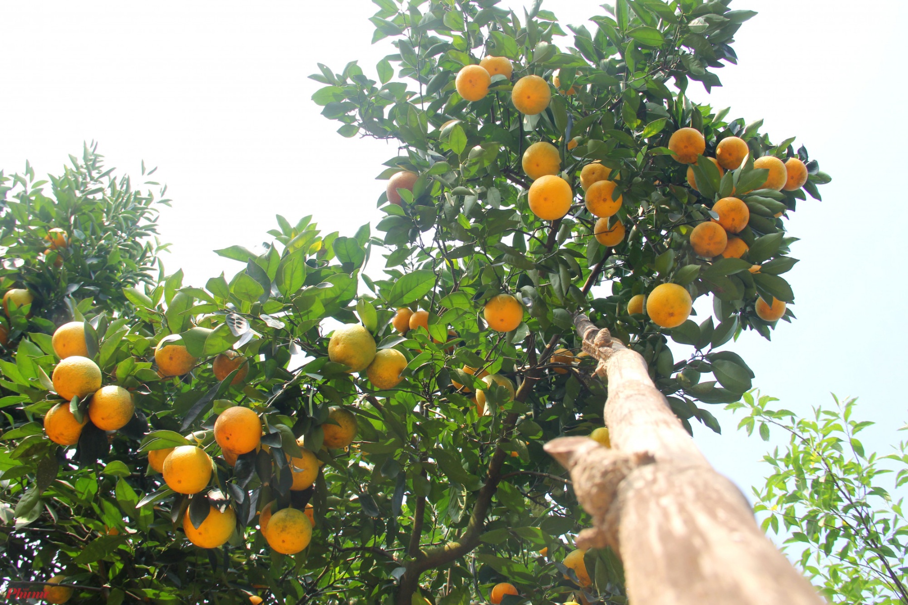 Nhiều cây cho quá nhiều quả, chủ vườn cam phải dùng dây, cọc tre chống đỡ để tránh làm gãy cành, ảnh hưởng đến bộ rễ của cây.