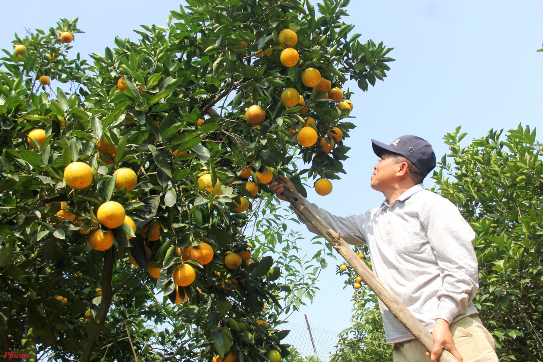 Ông Phan Công Dương - Chủ tịch UBND xã Nghi Diên cho biết, người trồng cam Xã Đoài trên địa bàn xã năm nay ít bị ảnh hưởng bởi mưa lũ, nhờ vậy sản lượng cũng tăng hơn so với năm ngoái. Vụ cam tết năm nay, toàn xã ước đạt 50.000 quả.