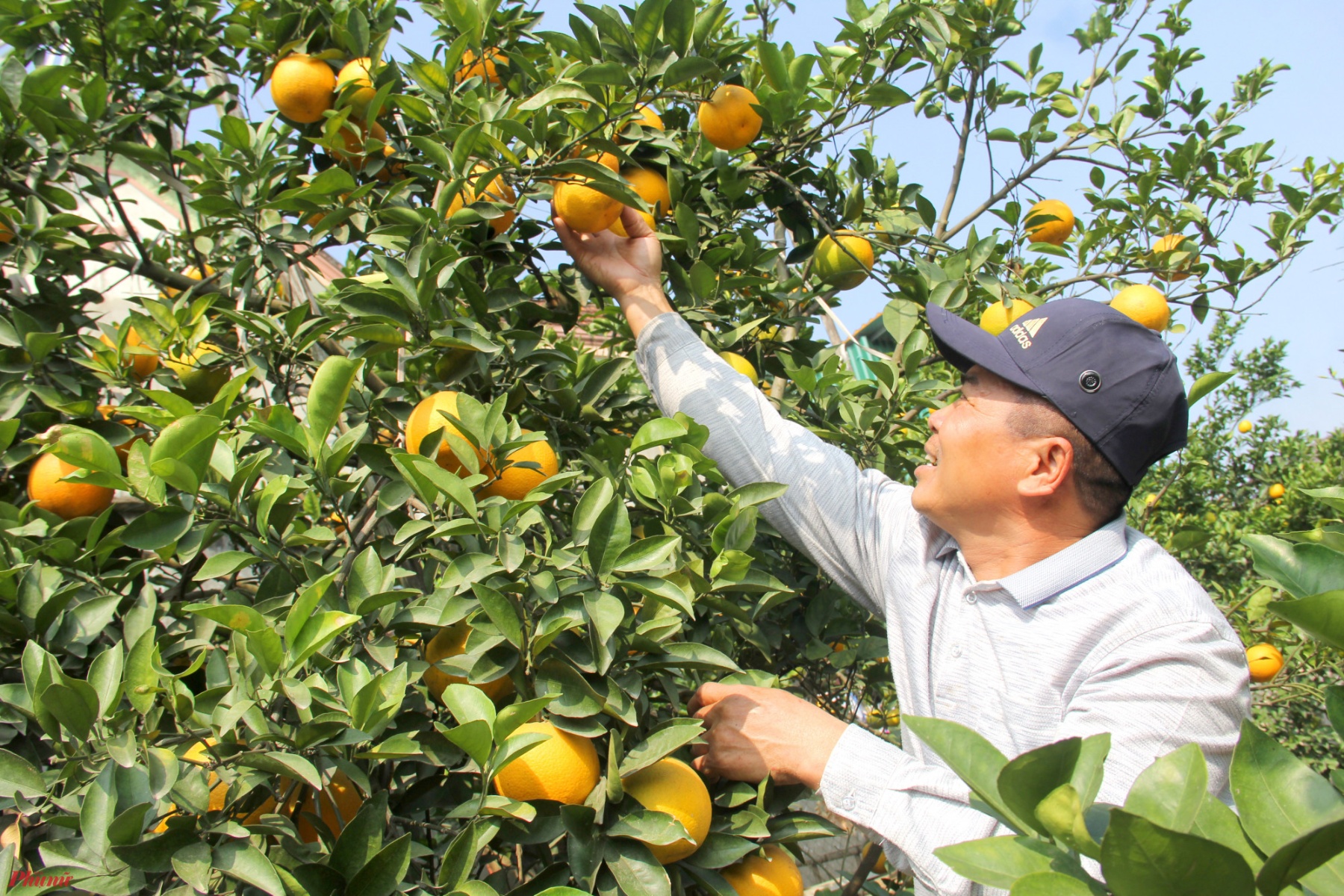 Ông Nguyễn Văn Thọ (trú tại xã Nghi Diên) cho biết, khác với những năm trước, năm nay khách đặt mua cam Xã Đoài từ rất sớm. Gần 1 tuần qua, ông Thọ đã cắt hơn 500 quả cam cho khách.