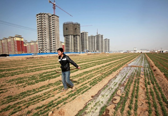 Tốc độ đô thị hóa nhanh tại nhiều vùng nông thôn đã dẫn tới xung đột với quỹ đất dành cho sản xuất nông nghiệp đảm bảo an ninh lương thực tại Trung Quốc. Ảnh: Chinadaily.