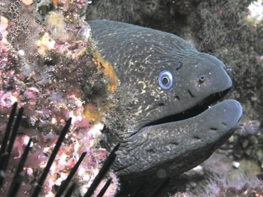 The-Moray-Eel-01.jpg