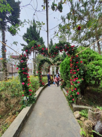 Các lối đi xung quanh dinh thự Hoàng A Tưởng được phủ kín hoa hồng trong thời gian lễ hội mùa đông Bắc Hà năm 2021.
