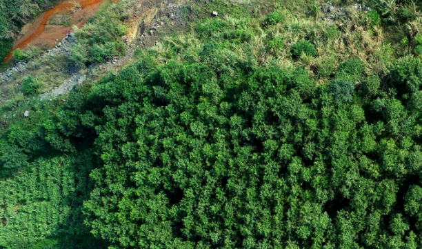 Hình ảnh cây năng lượng trồng tại mỏ Núi Pháo.