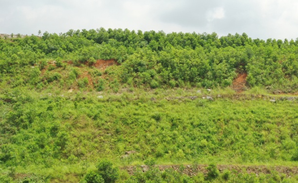 Trồng cây tại các sườn bãi thải phủ xanh đất mỏ.