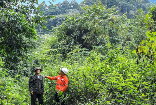 Diện tích rừng trồng thay thế tại huyện Định Hóa, tỉnh Thái Nguyên.
