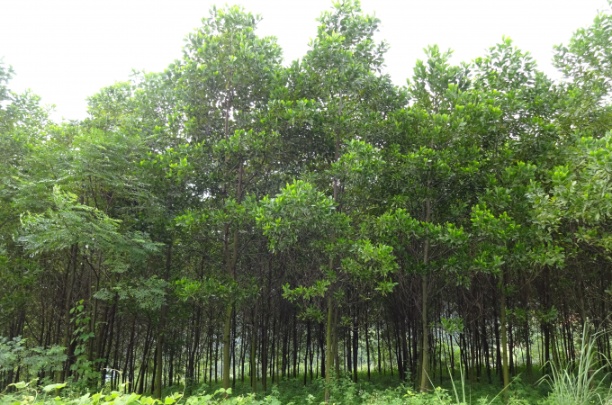 Diện tích cây Keo trồng theo phương án cải tạo, phục hồi môi trường tại mỏ Núi Pháo.