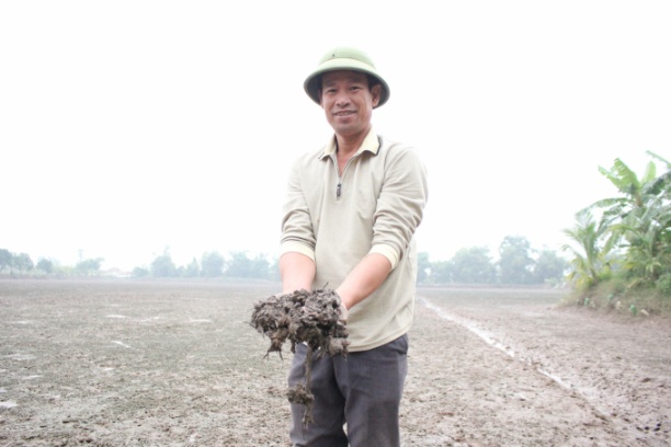 Ông Phạm Xuân Luận, Giám đốc HTX Dịch vụ nông nghiệp An Thanh (xã An Thanh) cùng một số thành viên mạnh dạn đưa các giống lúa chất lượng cao về trồng tại ruộng rươi. Ảnh: Trung Quân.