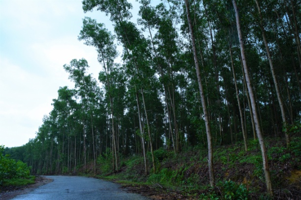 Trồng rừng gỗ lớn ở Hợp tác xã Lâm nghiệp bền vững Hòa Lộc. Ảnh: Hoàng Anh.