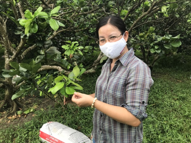 Hiện phương pháp phục hồi cây bưởi bị bệnh vàng lá thối rễ của Trường Đại học Trà Vinh nghiên cứu có chi phí thấp, hiệu quả cao. Ảnh: Minh Đảm.