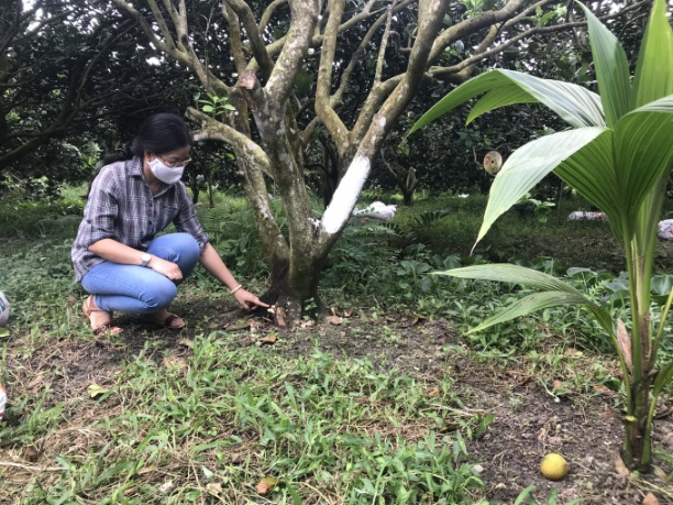 Một cây bưởi da xanh bị bệnh vàng lá thối rễ, trước đó nhà nông đã trồng sẵn cây dừa sẵn sàng thế chỗ cây bưởi bị bệnh. Ảnh: Minh Đảm.