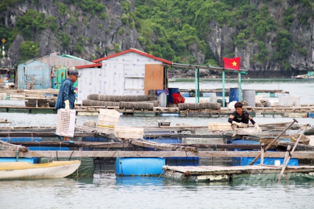 Thời gian tới, việc nuôi trồng thủy sản lồng bè tại Cát Bà sẽ được thực hiện theo hướng bền vững, giảm thiểu ô nhiễm môi trường. Ảnh: Đinh Mười.