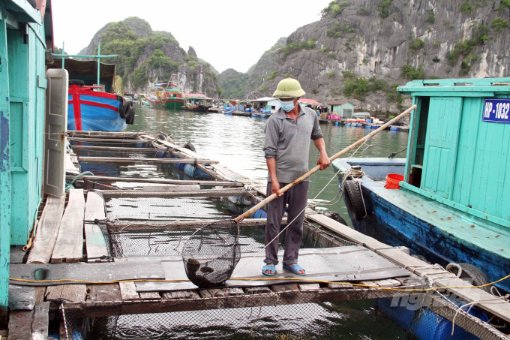 phat-trien-nuoi-thuy-san-long-be-o-cat-ba-ben-vung-than-thien-moi-truong-202723_692.jpg