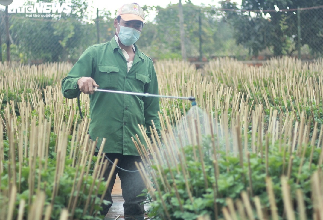 Nông dân thủ phủ hoa, cây cảnh vào vụ Tết: Giảm bớt sản lượng, chất chồng nỗi lo - 1