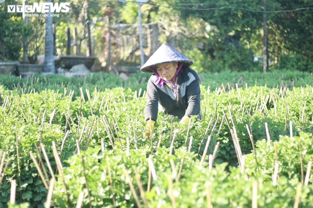 Nông dân thủ phủ hoa, cây cảnh vào vụ Tết: Giảm bớt sản lượng, chất chồng nỗi lo - 3