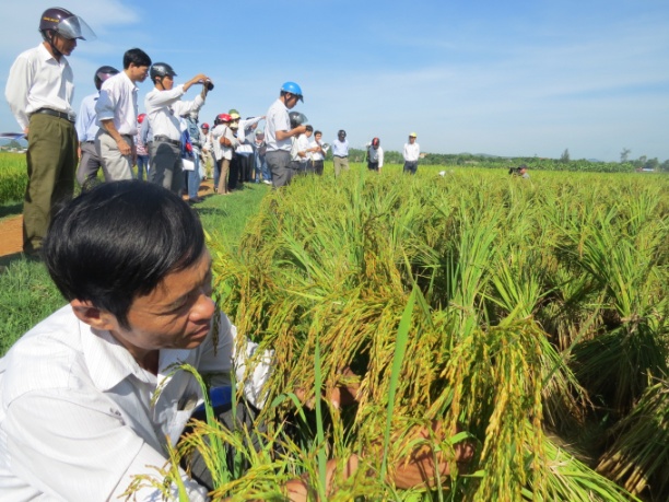 Lúa QC03 được làm mô hình sản xuất thử tại Quảng Bình. Ảnh: T.P.