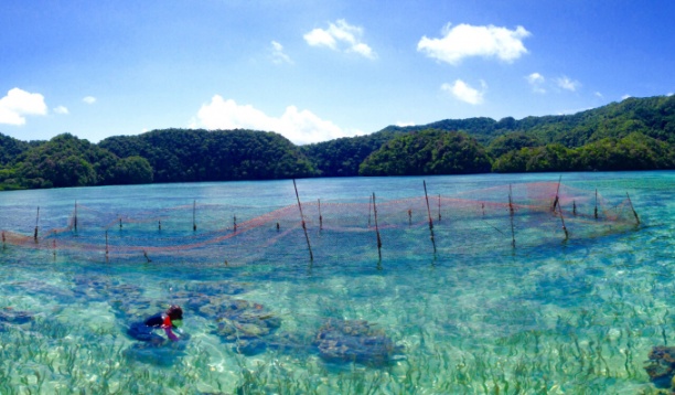 Một trang trại ngao khổng lồ ở Palau, một điển hình của nghề nuôi trồng thủy sản. Ảnh: Colette Wabnitz.