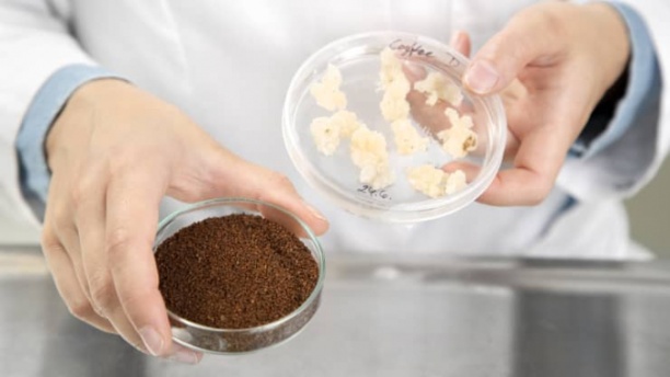 Cà phê nuôi cấy tế bào (phải) và bột cà phê rang xay sản xuất theo phương pháp nông nghiệp tế bào của Viện nghiên cứu Phần Lan. Ảnh: VTT