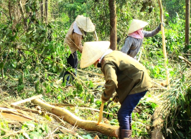 Rừng trồng của các hộ dân ở Bình Định hầu hết được khai thác non để bán cho các nhà máy chế biến dăm gỗ. Ảnh: Vũ Đình Thung.