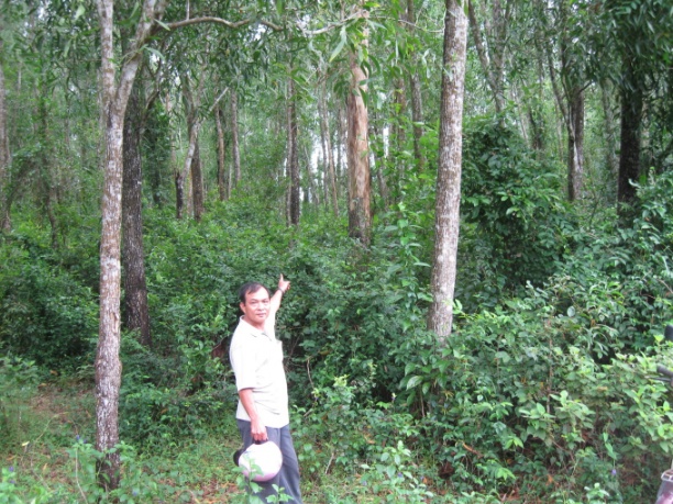 Rừng gỗ lớn của hộ dân Bình Định. Ảnh: Vũ Đình Thung.