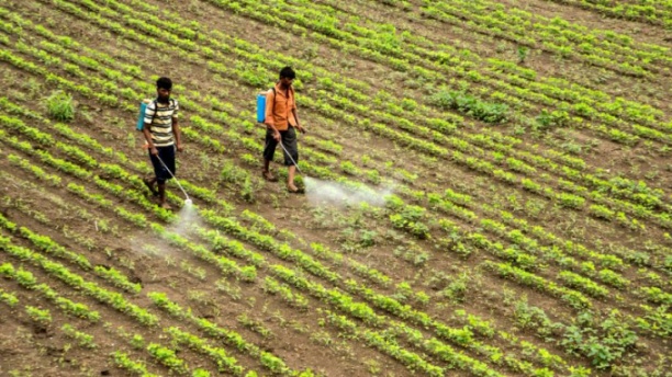 Những nỗ lực của các nhà lập pháp Kenya nhằm đưa ra các quy định về thuốc trừ sâu nhằm phù hợp với thỏa thuận xanh của EU đang gây chia rẽ cộng đồng nông dân nước này, trong đó các nhóm nông nghiệp cảnh báo rằng lệnh cấm có thể xóa sổ hơn 1 tỷ euro giá trị sản xuất nông nghiệp. Ảnh: Shutterstock.