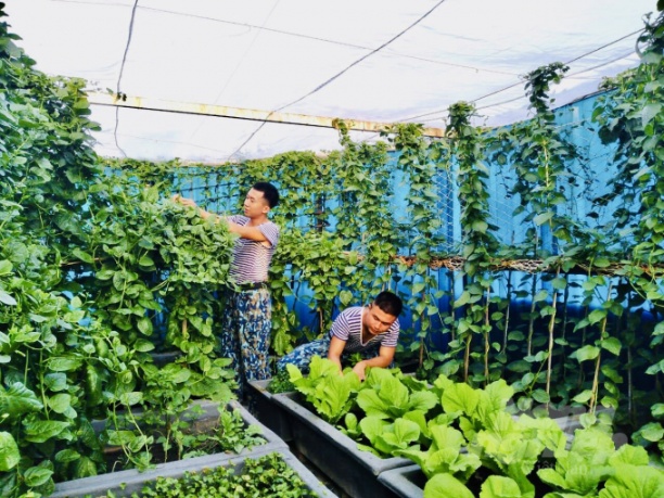 Hiện nay, nguồn rau xanh cung cấp tại chỗ trên đảo được bộ đội chủ động tăng gia sản xuất. Ảnh: Vũ Cao Đăng.