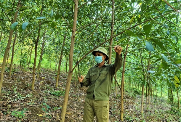 Thời gian thu hoạch kéo dài là một trong những khó khăn không nhỏ trong phát triển rừng gỗ lớn ở Tuyên Quang. Ảnh: Đào Thanh.