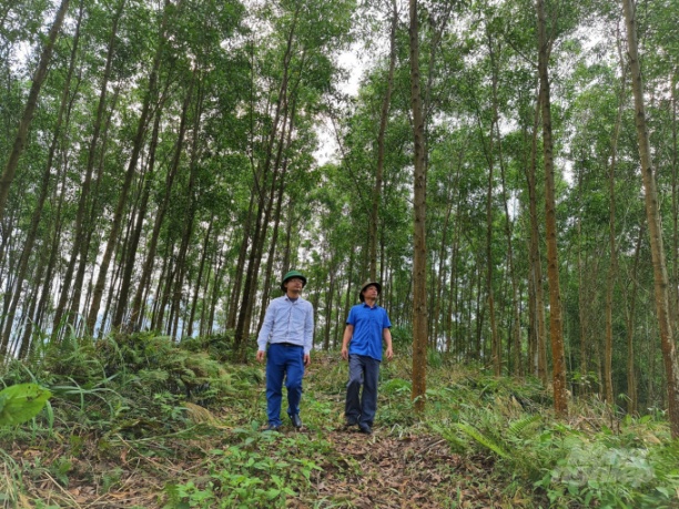 Tỉnh Tuyên Quang hiện có 69.000ha rừng gỗ lớn. Ảnh: Đào Thanh.