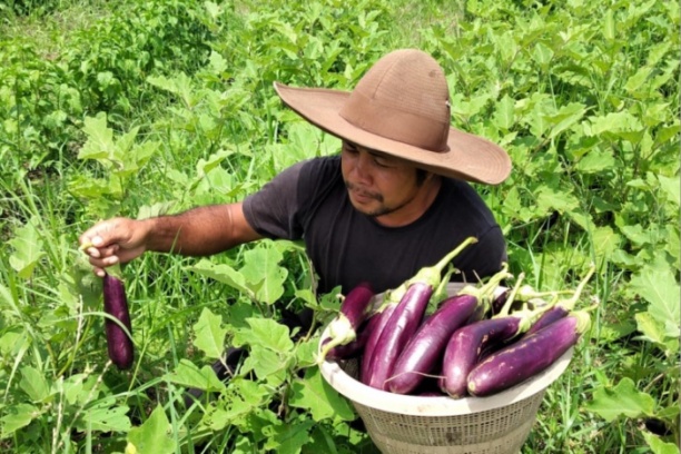 Made Yogantara là một trong số những người trẻ tuổi đang chuyển hướng làm nông nghiệp để kiếm sống sau sự sụp đổ của ngành du lịch ở Bali.