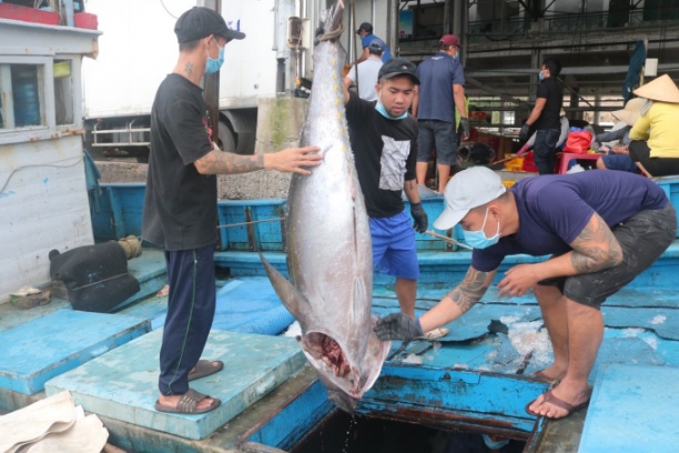 Các tàu đánh bắt cá ngừ đại dương trở về cập cảng Hòn Rớ, xã Phước Đồng, TP Nha Trang (Khánh Hòa). Ảnh: KS.