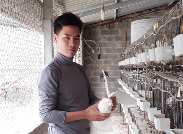 Hiện mỗi tháng trang trại anh Lịch xuất ra thị trường từ 2.000 - 3.000 con bồ câu thương phẩm, hơn 4.000 con giống. Ảnh: Trần Toàn.