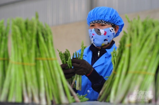 Măng tây xanh ở Ninh Thuận đem lại giá trị kinh tế lên đến hàng tỷ đồng/ha. Ảnh: Minh Hậu.