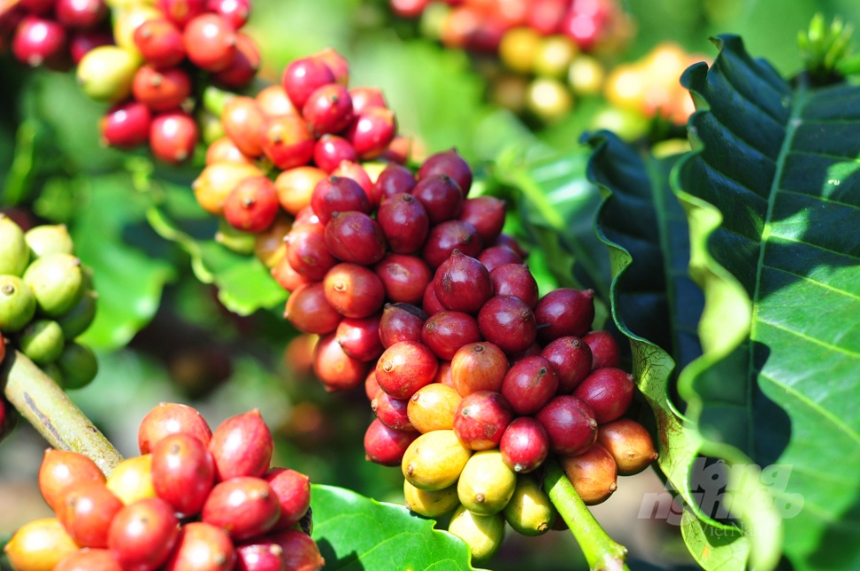 Nhiều hoạt động hỗ trợ của VnSAT thời gian qua rất thiết thực, giúp nông dân trồng cà phê sản xuất hiệu quả, nâng cao năng suất. Ảnh: M.H.