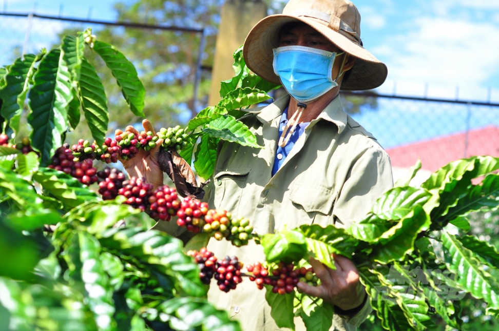 Giá cà phê những năm gần đây xuống thấp khiến nông dân trồng cà phê gặp nhiều khó khăn. Do vậy, họ rất cần sự hỗ trợ từ Dự án VnSAT. Ảnh: M.H.