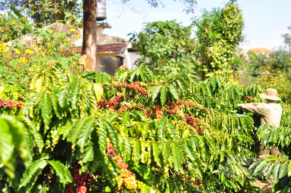 Tại tỉnh Lâm Đồng, do ảnh hưởng dịch bệnh Covid-19 nên nhiều hạng mục hỗ trợ nông dân trồng cà phê của Dự án VnSAT bị chậm tiến độ. Ảnh: M.H.