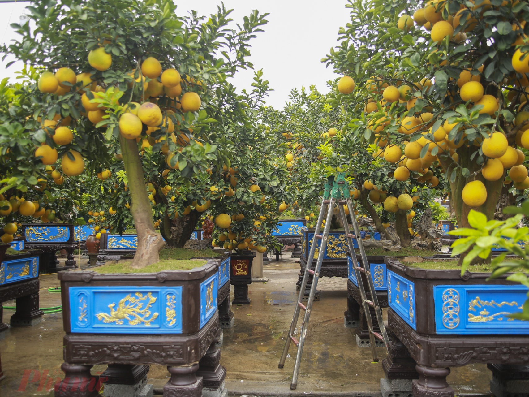 Là  một trong những nhà vườn lớn nhất tại đây, Vườn bưởi cảnh nhà anh Nguyễn Văn Việt có những gốc bưởi được định giá cả trăm triệu đồng.