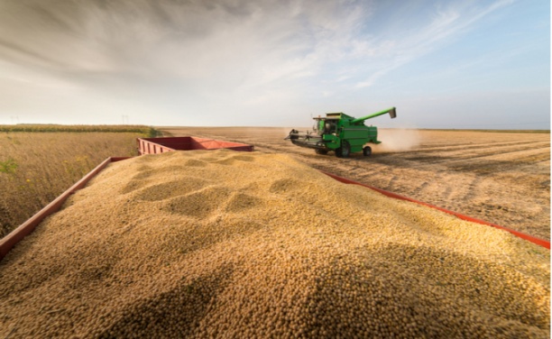 Hầu hết các dự báo đều ước tính sản lượng đậu tương của Brazil trong niên vụ 2021-22 lên tới 142-144 triệu tấn. Ảnh: Shutterstock.