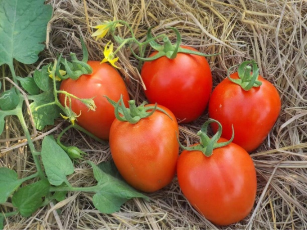 Cà chua Ansal chất lượng thương phẩm ngon, đặc ruột, ít hạt, nhiều bột, không bị sượng. Ảnh: MHC.