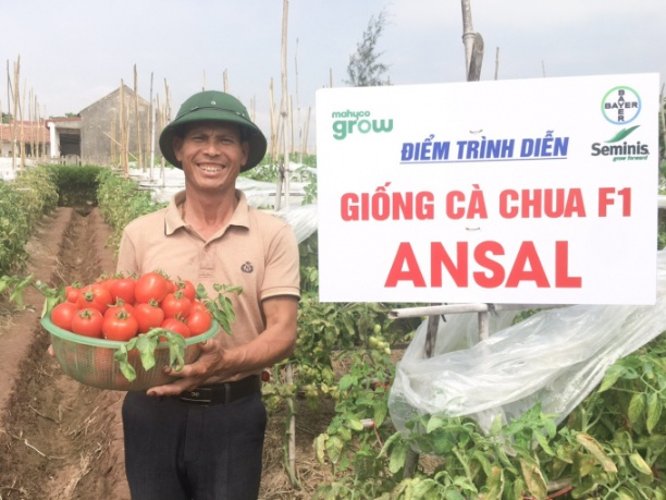 Cà chua Ansal tại xã Nam Điền, huyện Nghĩa Hưng (Nam Định). Ảnh: MHC.