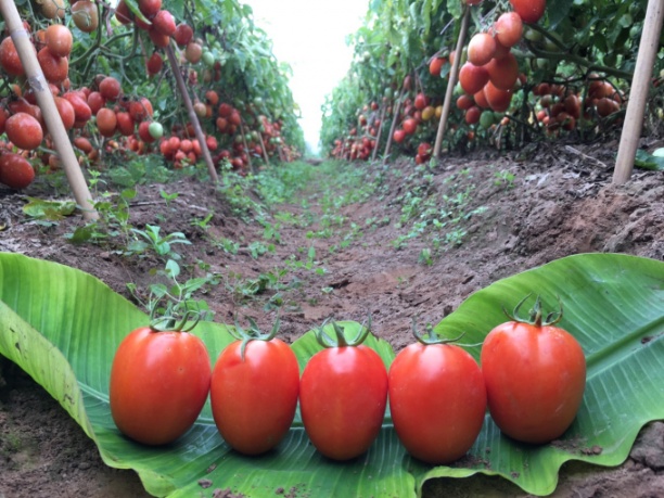Năng suất giống cà chua Ansal có thể lên tới 4 - 4,5 tấn quả/sào Bắc bộ (với mật độ 1.000 cây/sào). Ảnh: MHC.