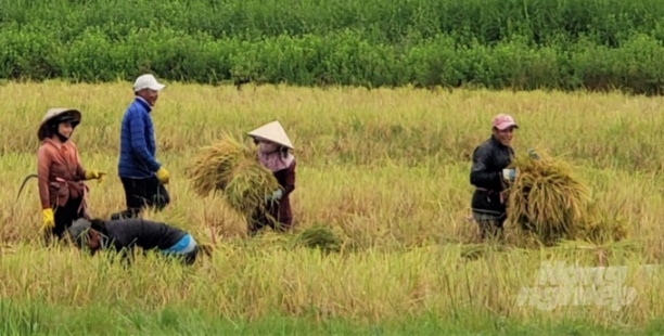 Nông dân huyện An Minh thu hoạch lúa - tôm với niềm vui trúng mùa, được giá. Ảnh: Trung Chánh.