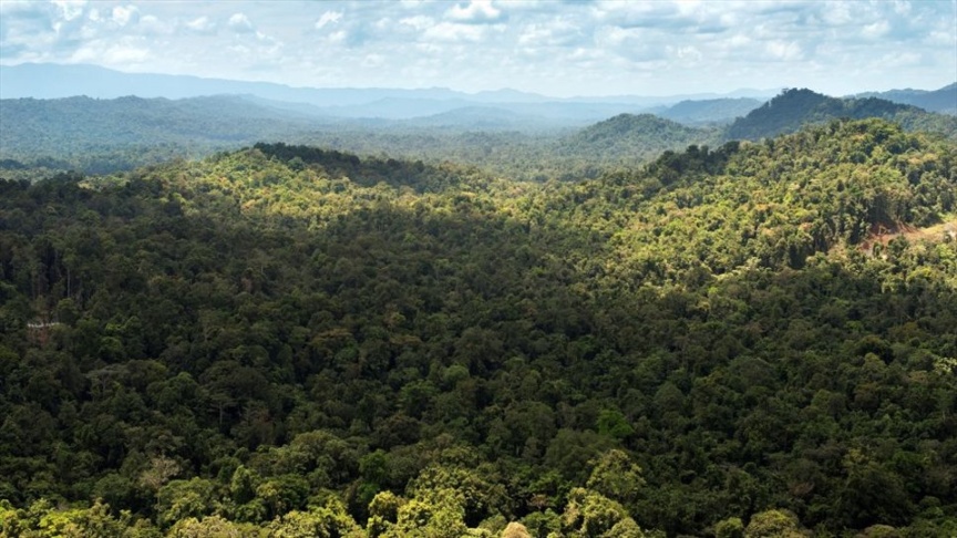 Ảnh chụp từ trên không của một rừng mưa ở Papua New Guinea. Ảnh: Andrew TB Tan