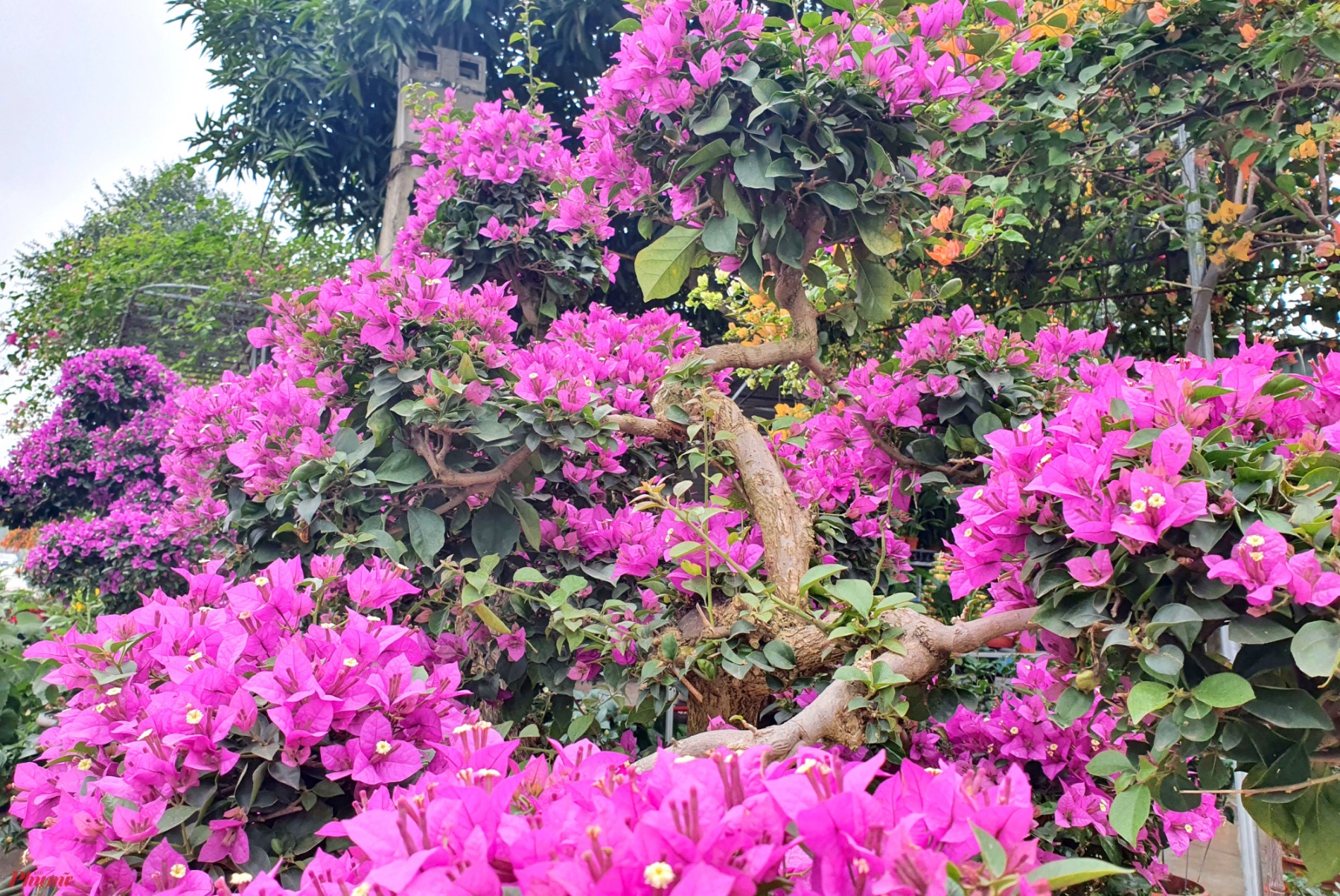 Không sặc sỡ như hoa giấy ngũ sắc, loài hoa giấy bonsai lại thu hút được nhiều người mua bởi giá cả phải chăng, thế độc và nhiều hoa.