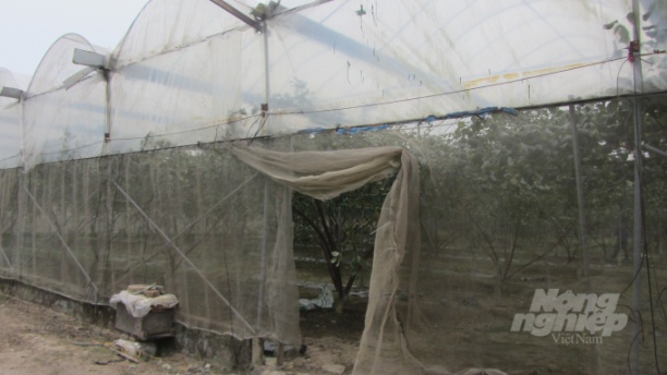 Nhà lưới che phủ chống ruồi vàng cho vườn đại táo. Ảnh: H.Tiến.