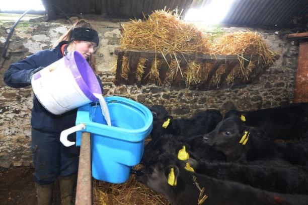 Cô gái trẻ Ai len từ bỏ nghề văn phòng từ khi bén duyên với công việc chăn nuôi bò sữa. Ảnh: Independent