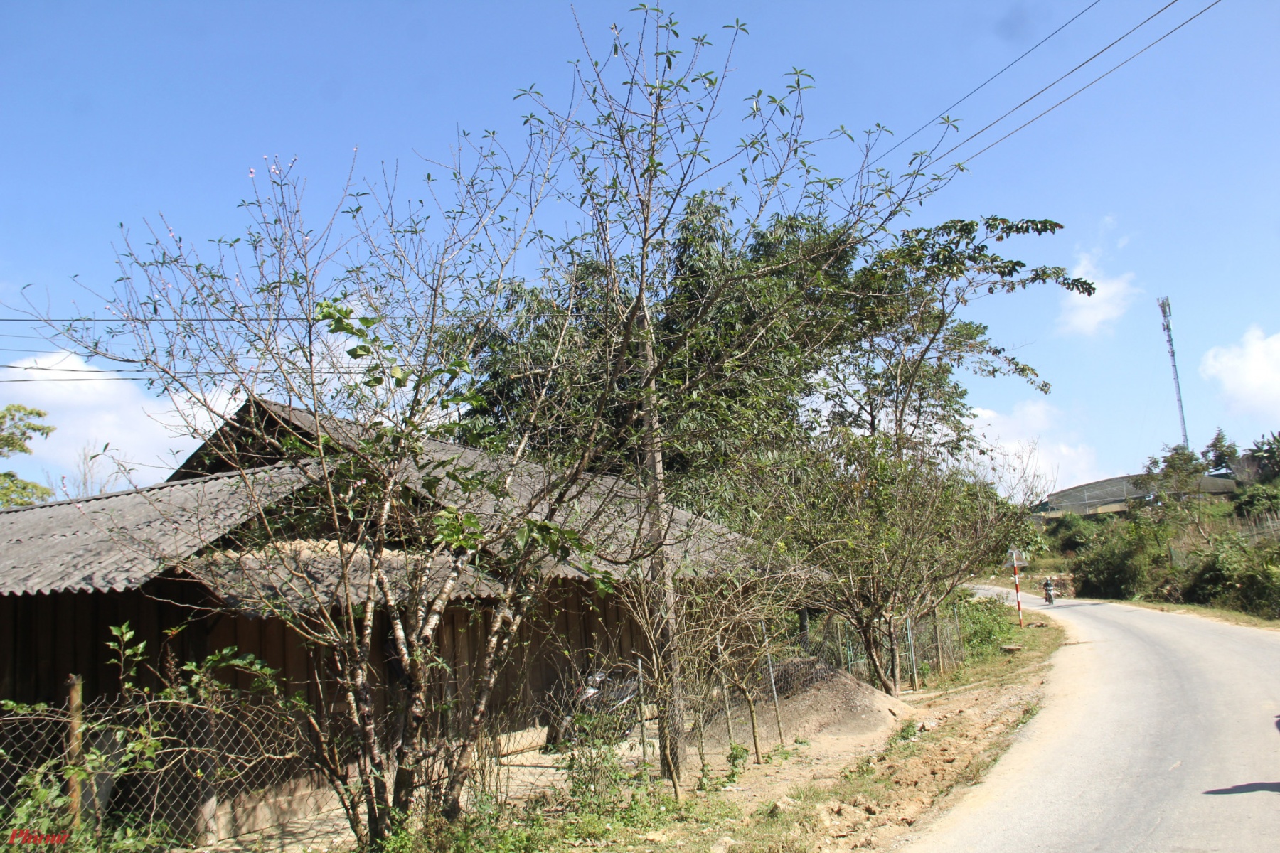 Đào được người dân xã Na Ngoi trồng nhiều quanh nhà, dọc ven đường như một nét văn hóa không thể thiếu