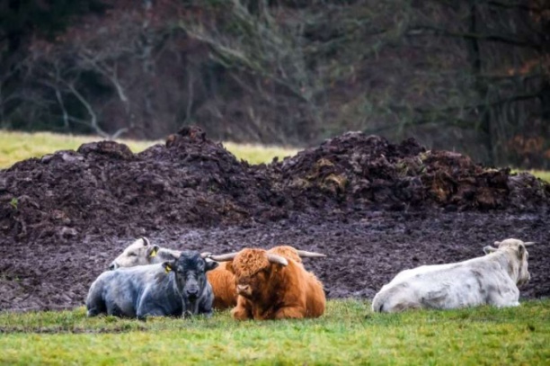Giống bò xanh của Latvia đã thoát khỏi nạn tuyệt chủng trong thời gian vài thập kỷ qua.