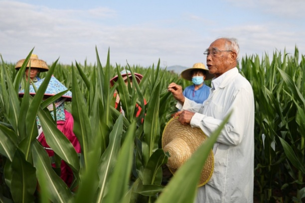 Cheng Xiangwen hướng dẫn khi các công nhân tìm hiểu các phương pháp thụ phấn tại cánh đồng ngô của một cơ sở trồng trọt ở Tam Á, tỉnh Hải Nam, miền nam Trung Quốc, ngày 24/2/2021. Ảnh: THX.